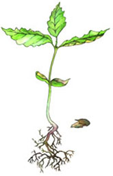 plantula